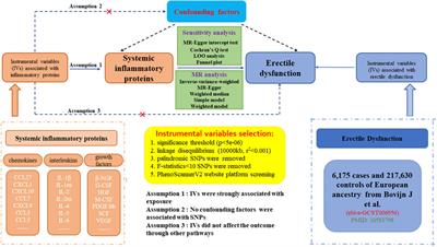 Multi-omics association study integrating GWAS and pQTL data revealed MIP-1α as a potential drug target for erectile dysfunction